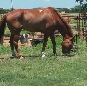 Meet your Posher, Faye